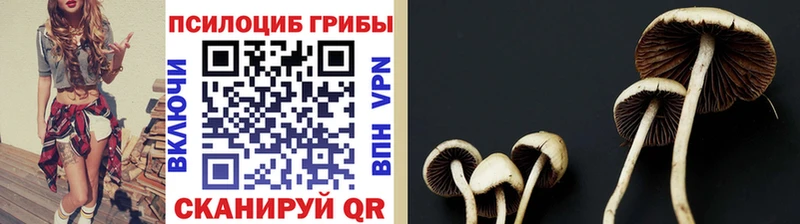 Галлюциногенные грибы MAGIC MUSHROOMS  купить   Ипатово 